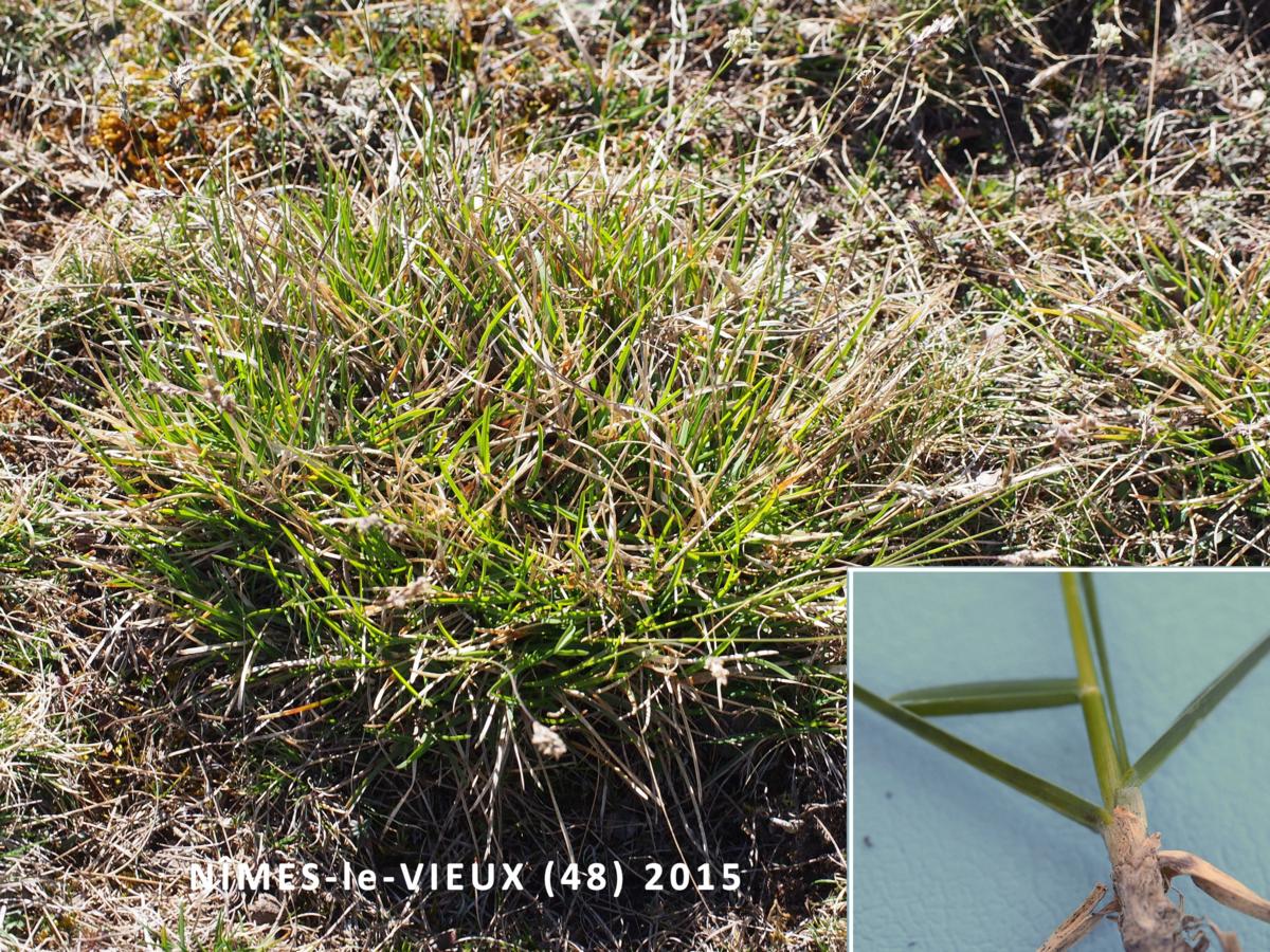 Sedge, Dwarf leaf